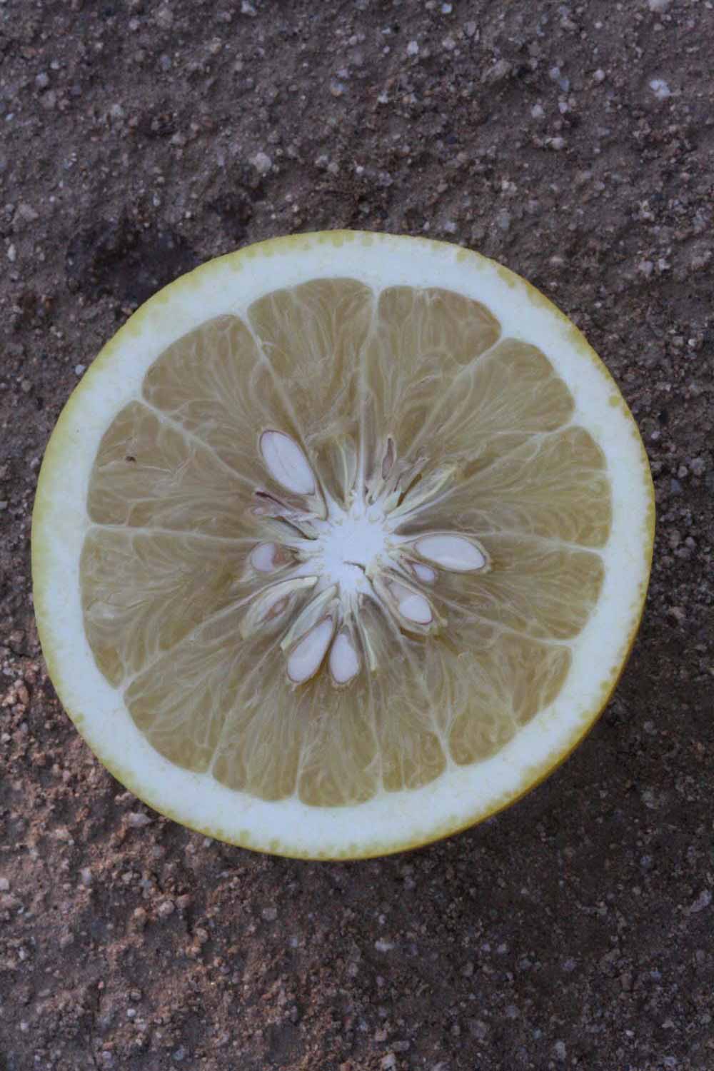              Fruit cross-section (Riverside, CA)       